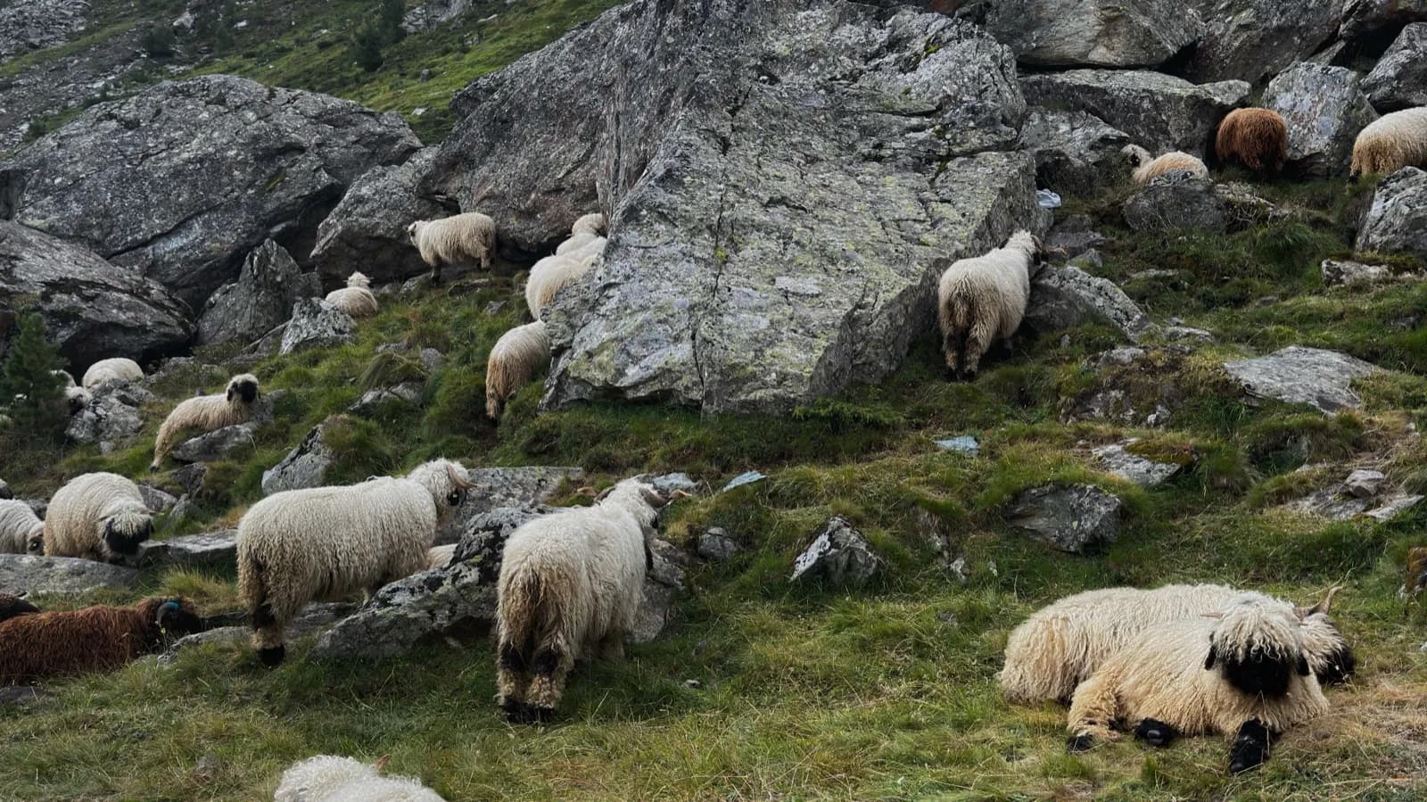 Sheep in Switzerland